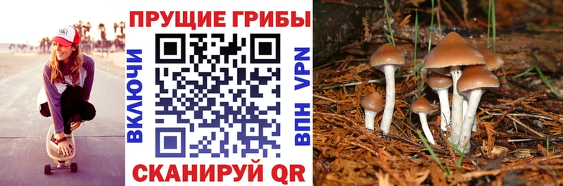 Псилоцибиновые грибы Psilocybe  Данков 